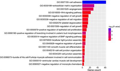 Integrated Transcriptomic Analysis of the miRNA–mRNA Interaction Network in Thin Endometrium